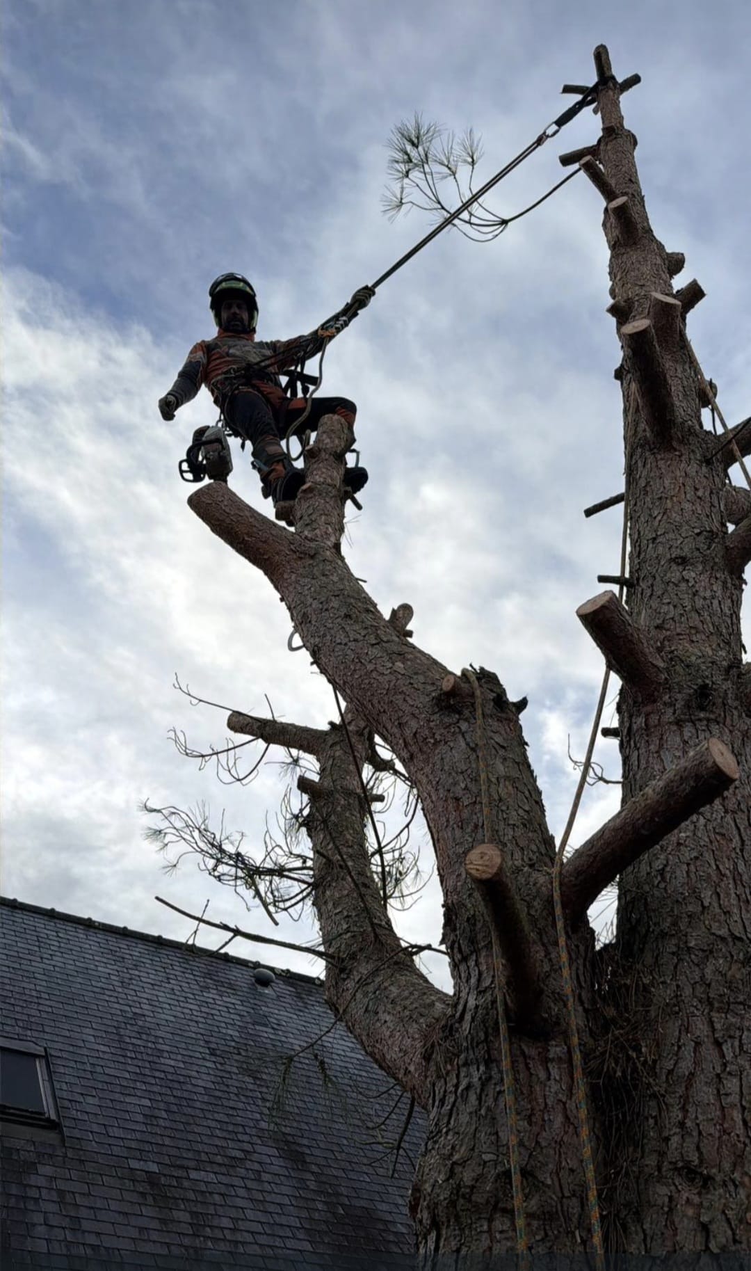 Mickaël Élagueur - Réalisation élagage d'arbre