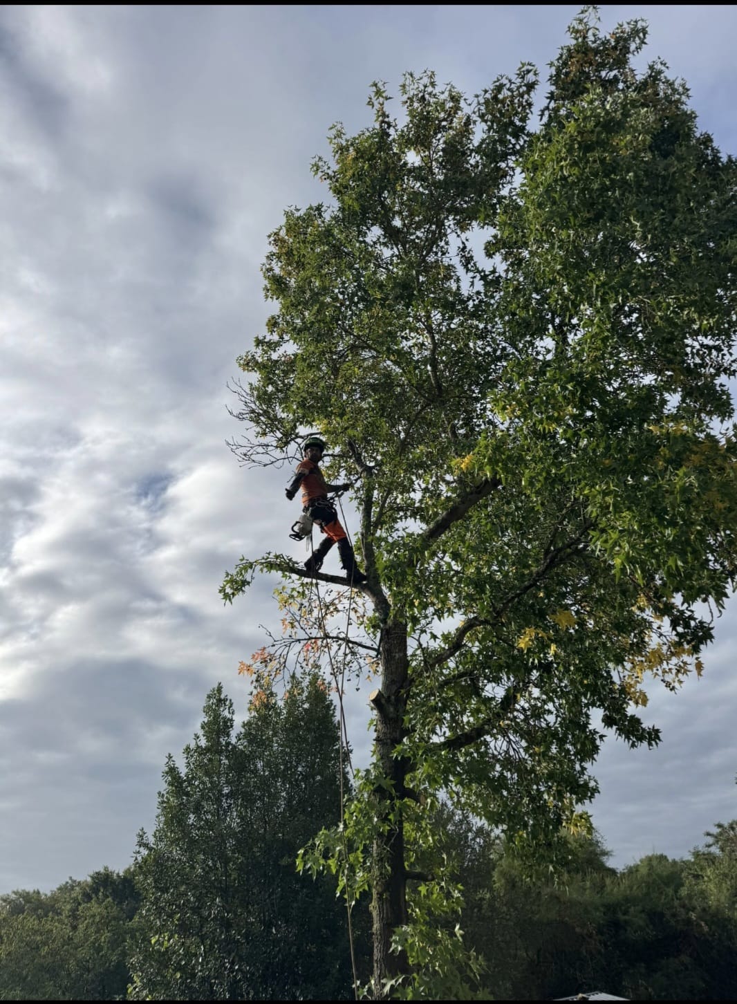 Mickaël Élagueur - Réalisation élagage d'arbre