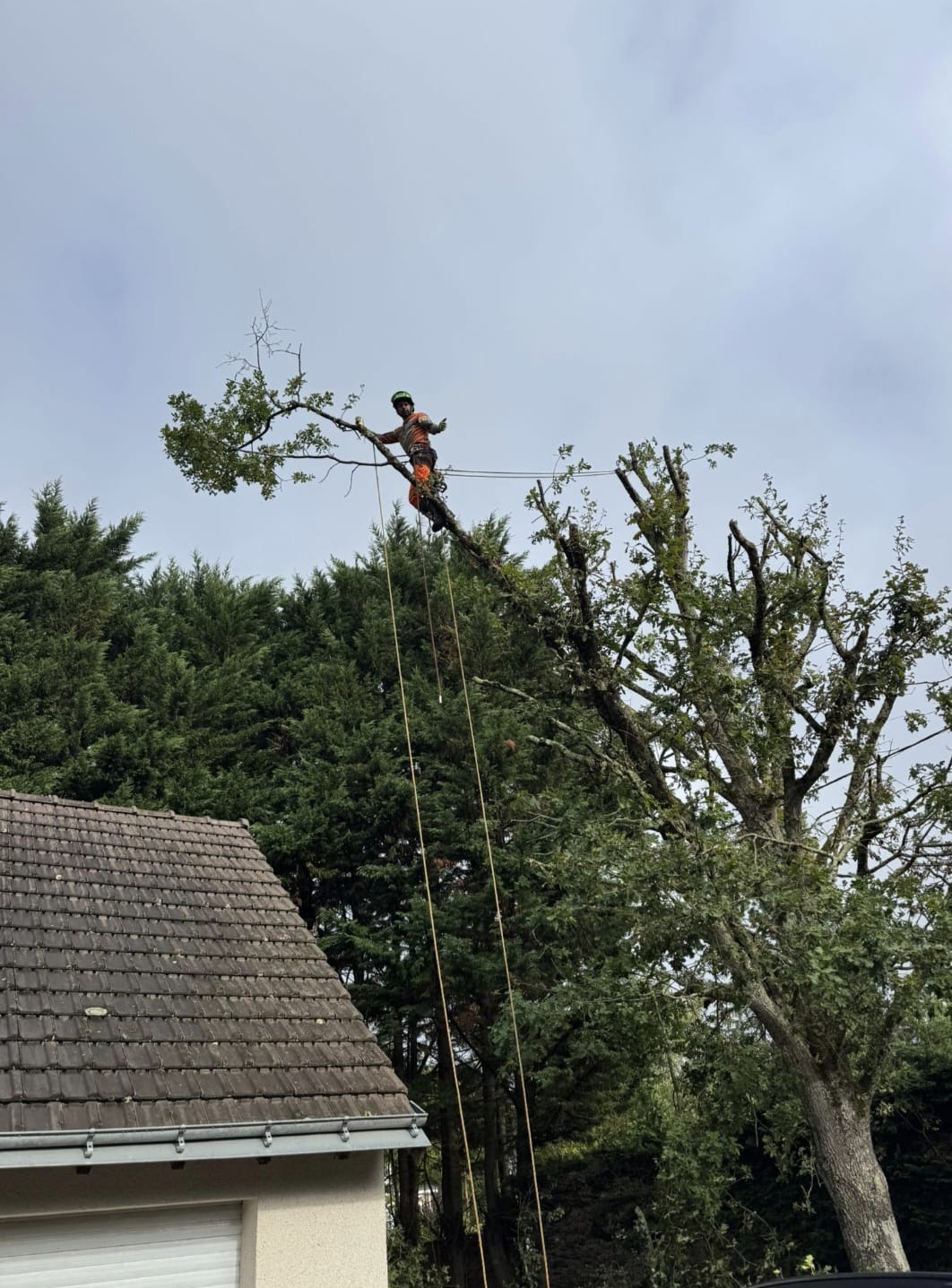 Mickaël Élagueur - Réalisation élagage d'arbre