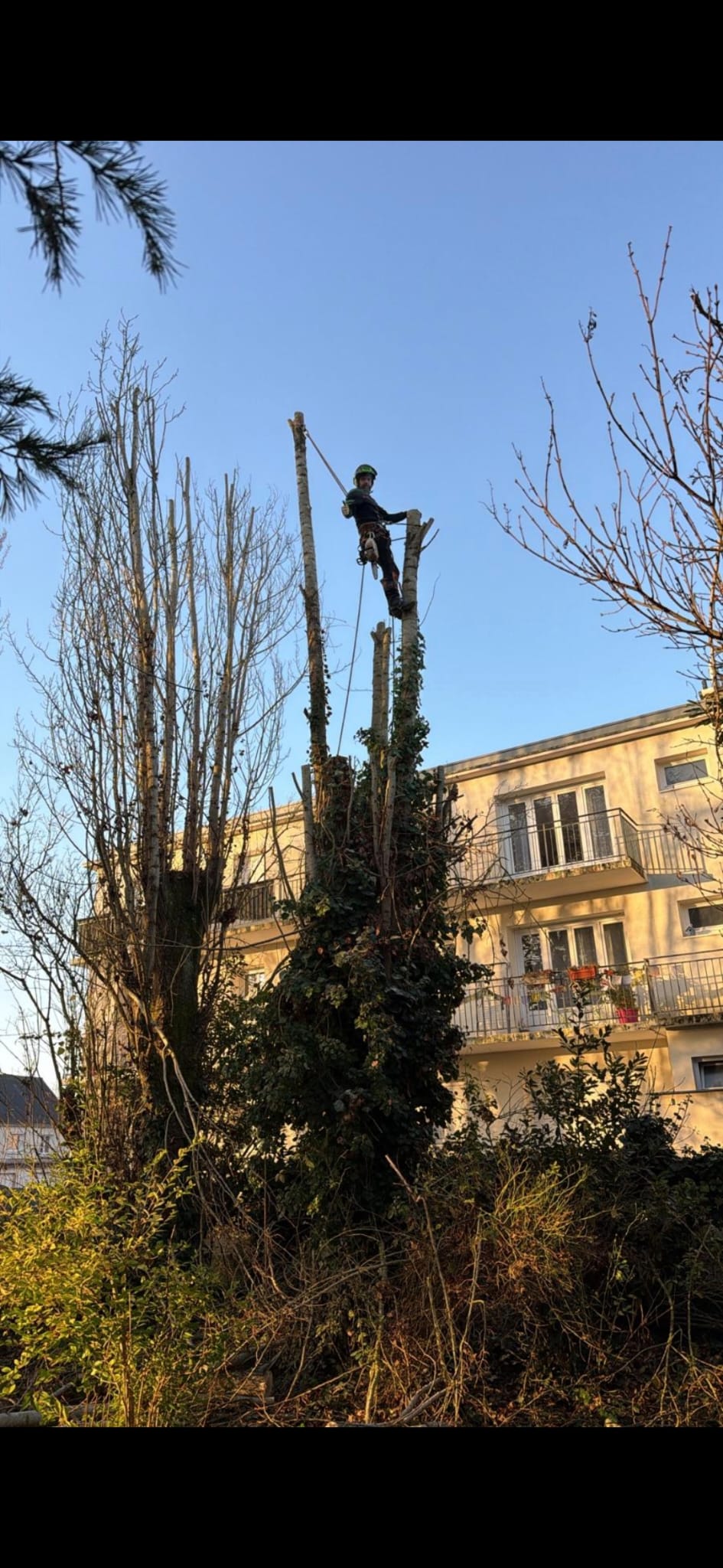 Mickaël Élagueur - Réalisation élagage d'arbre